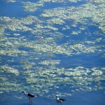 2-Oiseaux sur l'eau. Inde jpg