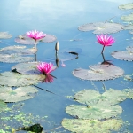 4- Lotus au Cambodge
